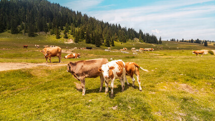 Cows and calves grazing peacefully on a lush green pasture surrounded by pine forests and rolling...
