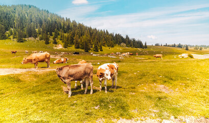 Cows and calves grazing peacefully on a lush green pasture surrounded by pine forests and rolling...
