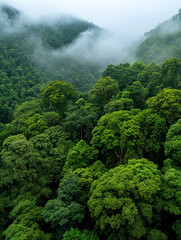 Lush green rainforest landscape with misty mountains