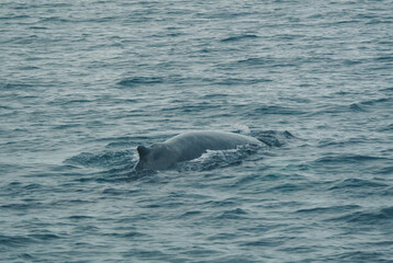 Fototapeta premium Humpback whale surfacing in the ocean near Húsavík, North Iceland, showcasing marine wildlife in its natural Arctic habitat