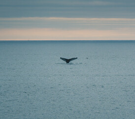 Humpback whale tail fluke emerging from the ocean near Húsavík, North Iceland, during a whale-watching expedition in the Arctic waters.