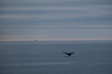 Humpback whale tail fluke emerging from the ocean near Húsavík, North Iceland, during a whale-watching expedition in the Arctic waters.