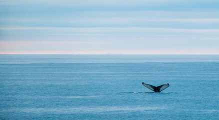 Humpback whale tail fluke emerging from the ocean near Húsavík, North Iceland, during a whale-watching expedition in the Arctic waters.