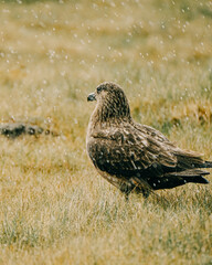 An Arctic Skua standing in the rain on grassy terrain in South Iceland, showcasing its natural beauty and resilience in a remote environment.
