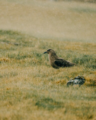 Arctic Skua standing on mossy tundra in South Iceland, showcasing its rugged beauty in a remote natural habitat.