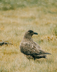 An Arctic Skua standing in the rain on grassy terrain in South Iceland, showcasing its natural beauty and resilience in a remote environment.