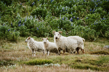 Icelandic sheep grazing among blooming lupine flowers at Svinafellsjokull glacier, South Iceland.