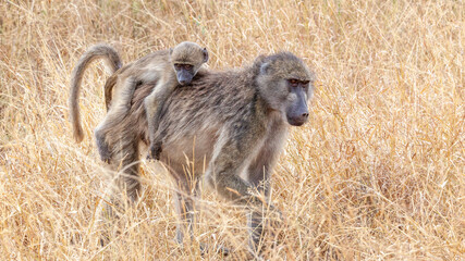 Chacma Baboon carrying her baby