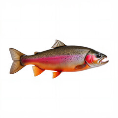 Fototapeta premium Healthy rainbow trout freshwater fish (Oncorhynchus mykiss) - isolated on white background