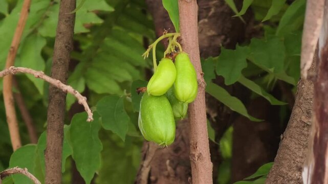 Averrhoa bilimbi is a fruit-bearing tree of the genus Averrhoa, family Oxalidaceae. 