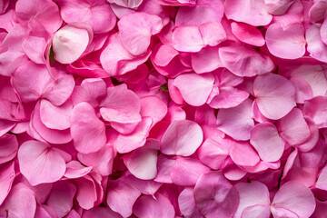 Fototapeta premium Vibrant pink flower petals covering the ground in an outdoor setting during daylight hours