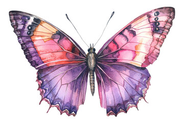 A vividly colored butterfly with intricate wing patterns showcasing shades of pink, purple, and hints of orange.