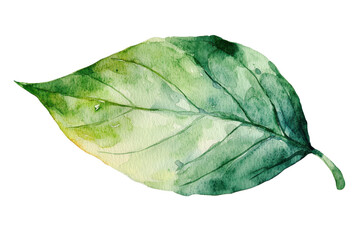 A vibrant green leaf showcasing watercolor textures and gradients, illustrating natural beauty and organic forms.