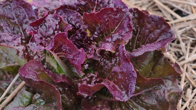 Close-up of lettuce leaves