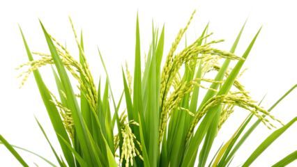  rice plant isolated on white background.AI GENERATED
