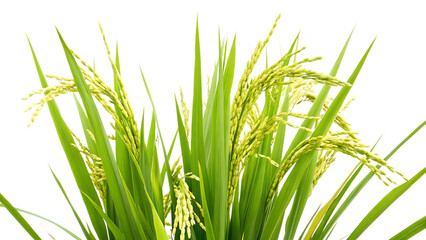  rice plant isolated on white background.AI GENERATED