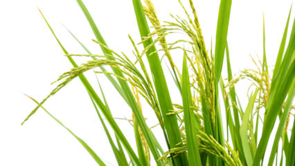  rice plant isolated on white background.AI GENERATED