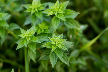 Basil is a herb and it contains nutrients and compounds that can help stave
