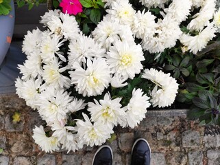 flowers in a garden