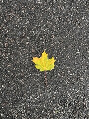 Leaf on asphalt