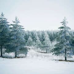Fototapeta premium Winter landscape, snow-covered pine trees, evergreen forest, white background, frosty scene, serene nature, coniferous trees, snowy branches, panoramic view, Christmas tree farm, winter wonderland, mi