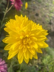 wild,animal,bird,nature,asia,nepal