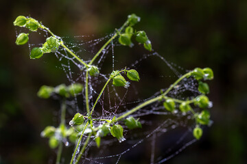 Winter morning light, grass flowers and spider webs