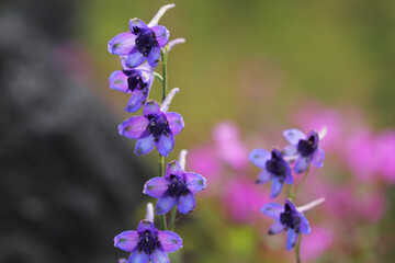  Delphinium siamense (Craib) Munz Family name RANUNCULACEAE
