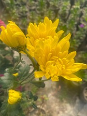 wild,animal,bird,nature,asia,nepal