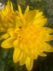 wild,animal,bird,nature,asia,nepal