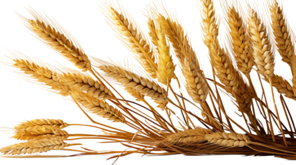 Golden ears of wheat, symbolizing harvest and abundance, perfect for natural and agricultural visuals, isolated on transparent background.