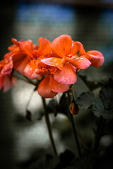 Vibrant orange geranium flowers blooming in soft light