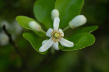 Lemon trees produce lovely, white, fragrant flowers that may appear all year