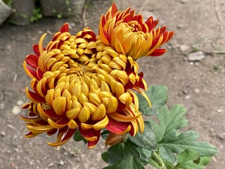 wild,animal,bird,nature,asia,nepal