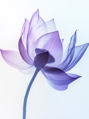 Fototapeta premium A purple lotus flower, with a semi-transparent x-ray effect, set against a white background.
