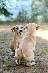 Portrait of a woman with her beautiful dog