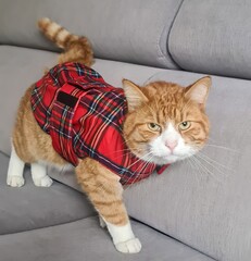 An orange cat in a funny tartan vest on a couch