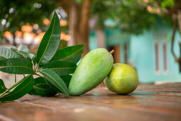 A nearly ripe green mango just picked from the tree