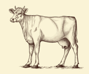 Cow standing on the ground. Vector illustration.eps