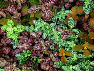 Fototapeta premium colorful mix of leaves with different texture and color background