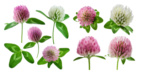 Collection of Clover Flowers
