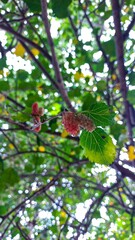 A striking juxtaposition of vibrant green foliage against the soft, pastel pink of the suspended...