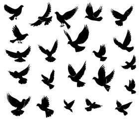Silhouettes of Birds in Flight with Diverse Wing Positions