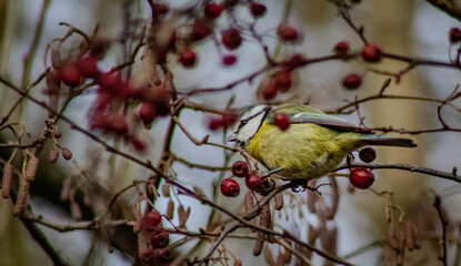 Blue tit in a red berry tree