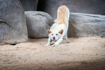 dingo stretching