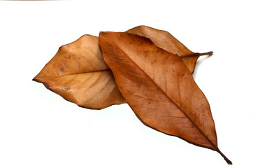 2 feuilles s&eacute;ches