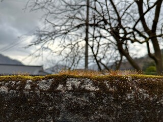 돌담에 낀 이끼