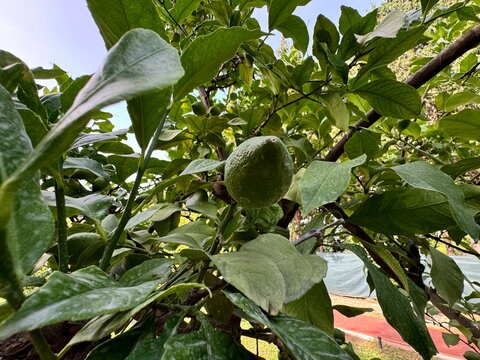 Citrus medica unripe fruit. Large green lemon growing on a lemon tree. Close-up, selective focus. The citron (Citrus medica), historically cedrate, is a large fragrant citrus fruit with a thick rind.
