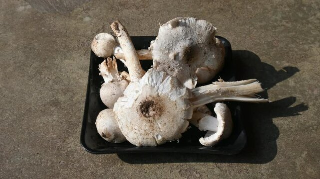 Termitomyces schimperi mushroom. It &nbsp;is a large&nbsp;mushroom&nbsp;associated with the termite species&nbsp;Macrotermes michaelseni. It contains lots of vitamins. It increases the immunity of our body.
