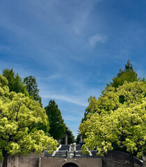 Beautiful park entrance surrounded by lush green trees under a clear blue sky, creating a serene and inviting atmosphere.